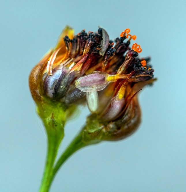 Coreopsis achene bud open - Copy
