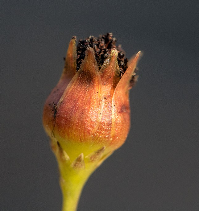 Coreopsis achene bud