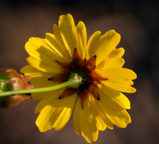 Coreopsis backside - Copy