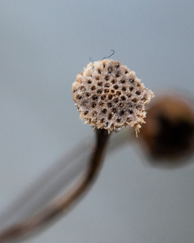 Coreopsis empty bud - Copy