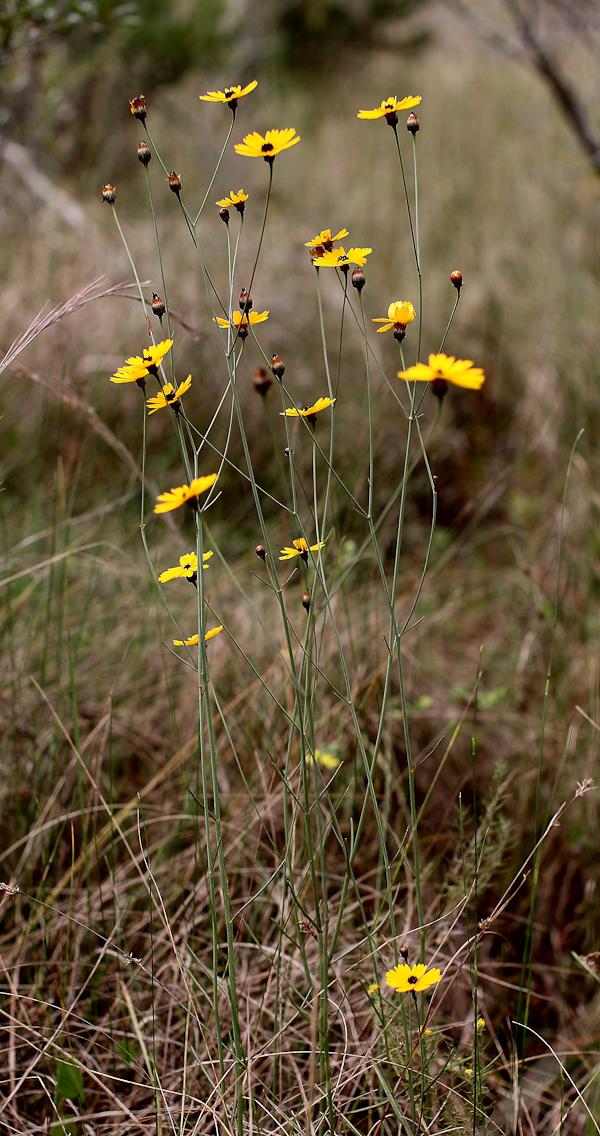 Coreopsis gladiata 1