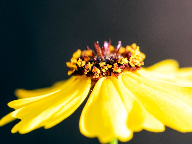 Coreopsis pollen close 2