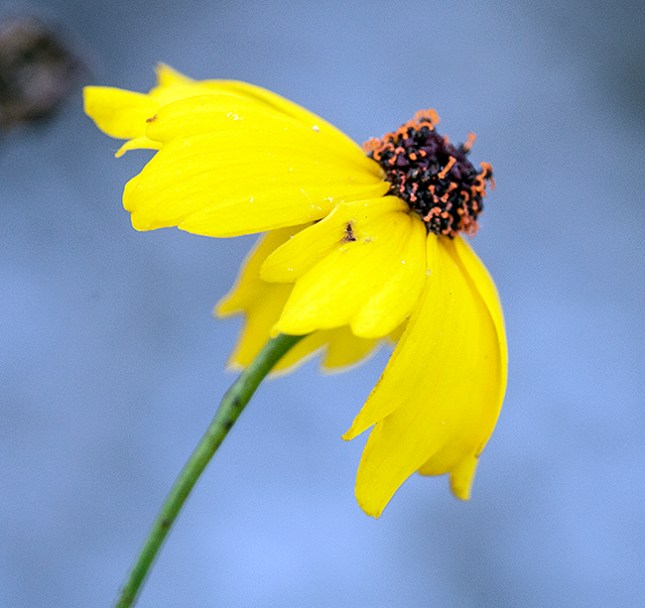 Coreopsis stigmas 2