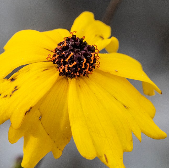 Coreopsis stigmas