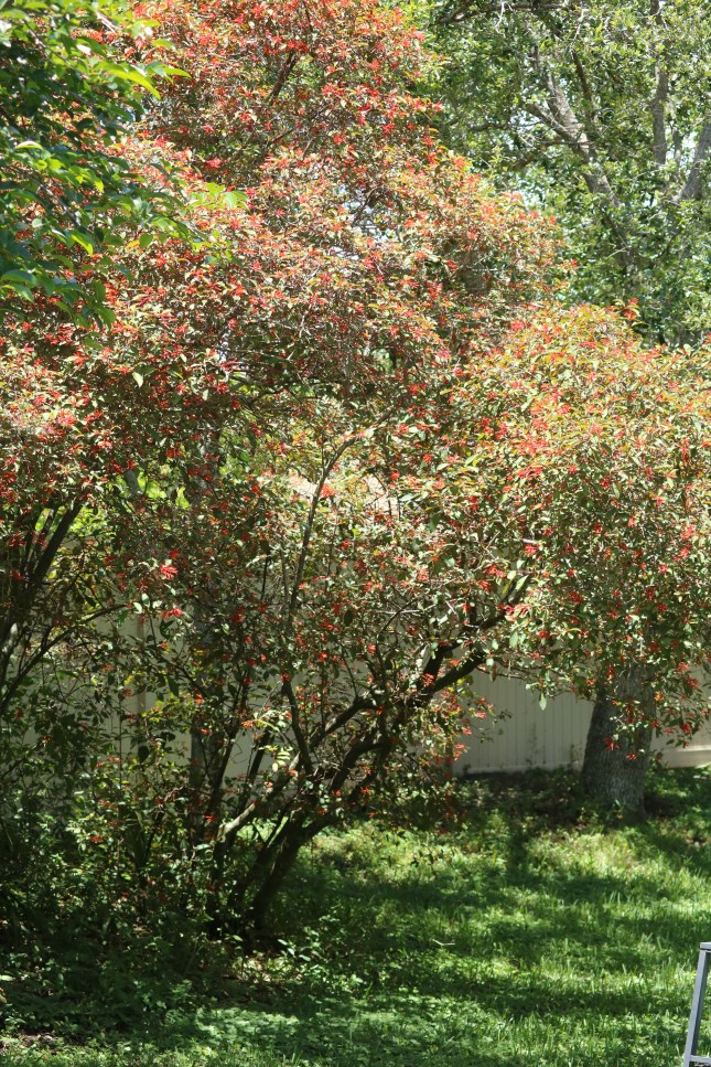 IMG_3044