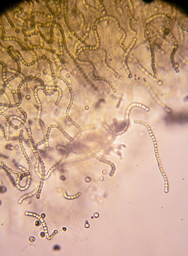 Nostoc microscope