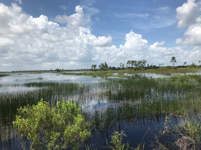 Pine Glades (2)