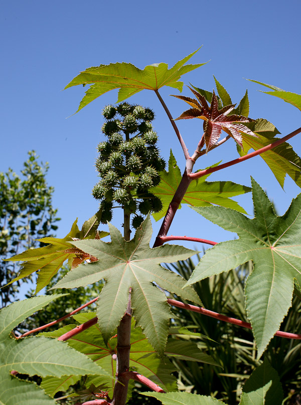 Ricinus communis 1 - Copy