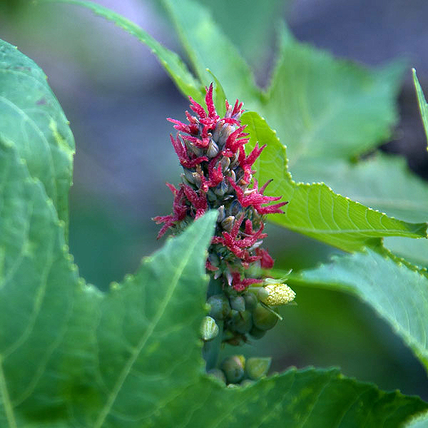 Ricinus communis 3 - Copy
