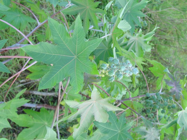 Ricinus - Copy