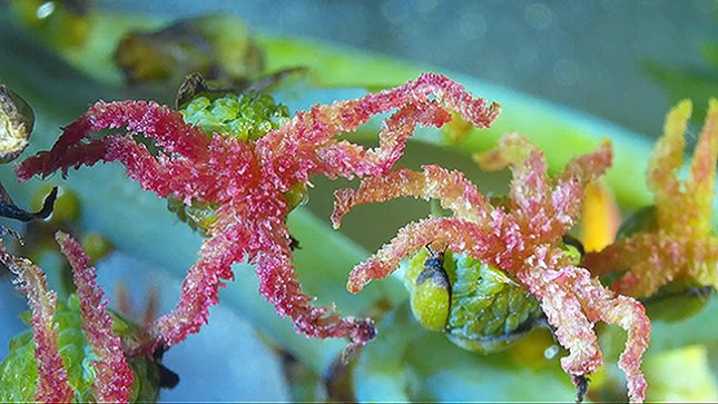 Ricinus female flowers 2 - Copy