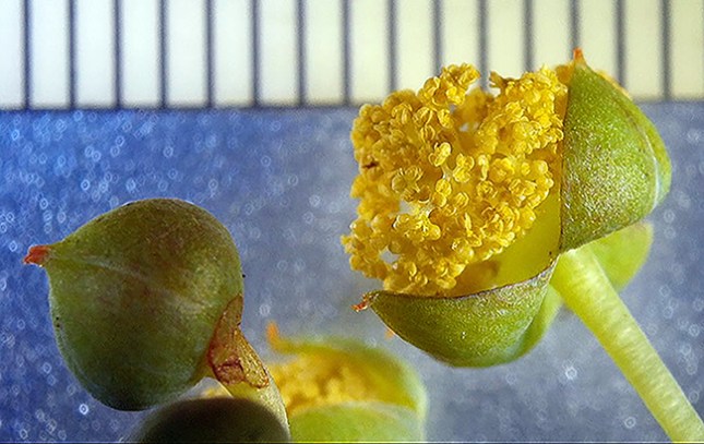Ricinus male flower 2 - Copy