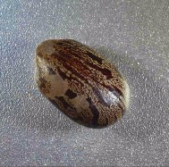 Ricinus mature seed2 - Copy