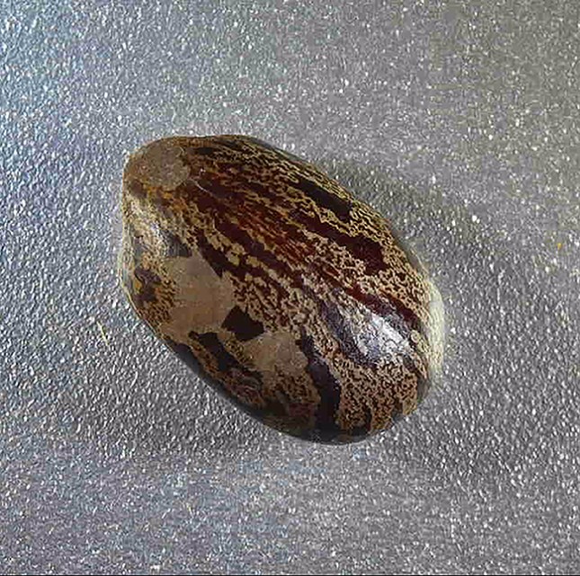 Ricinus mature seed2 - Copy