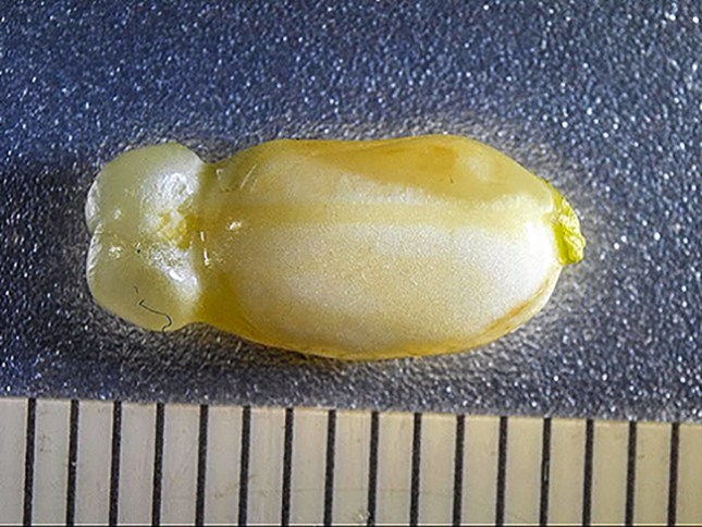 Ricinus seed with caruncle - Copy