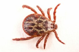 Ricinus tick - Copy
