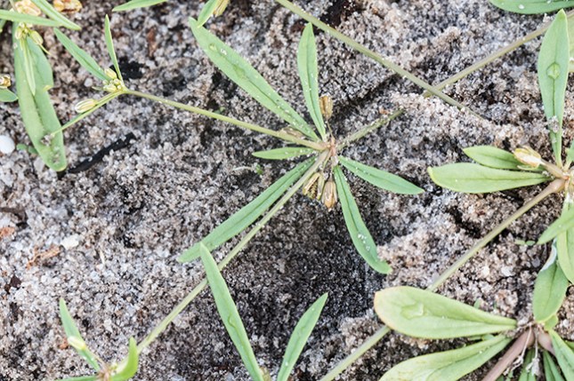 Mollugo leaves on sand Abacoa