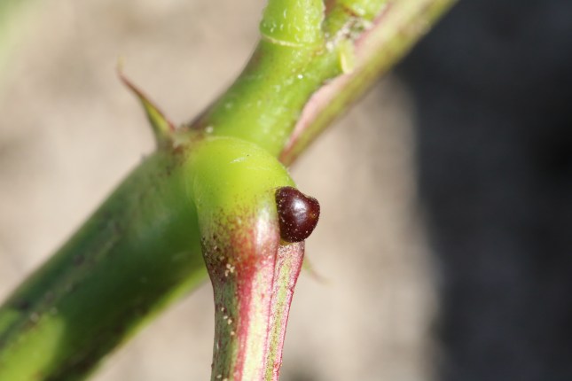 Senna occidentalis gland