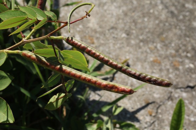 Senna occidentalis pods