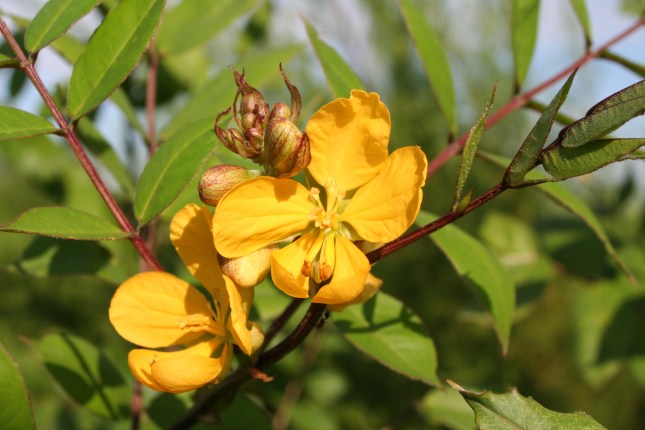 Senna occidentalis
