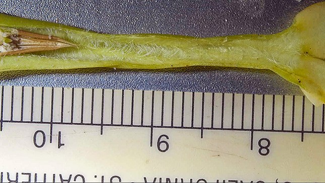 Echites floral tube
