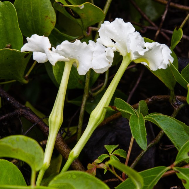 Echites umbellatus 5