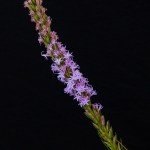 Liatris, Blazing Stars