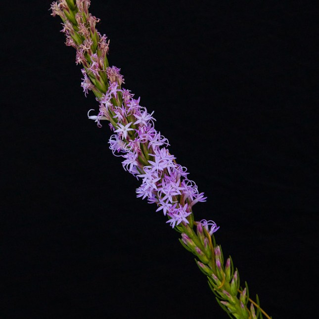 Liatris chapmanii 5