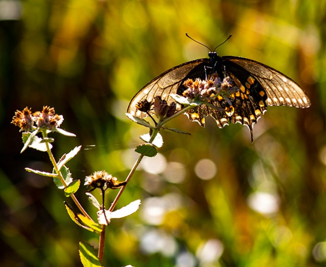 liatris file swallowtail