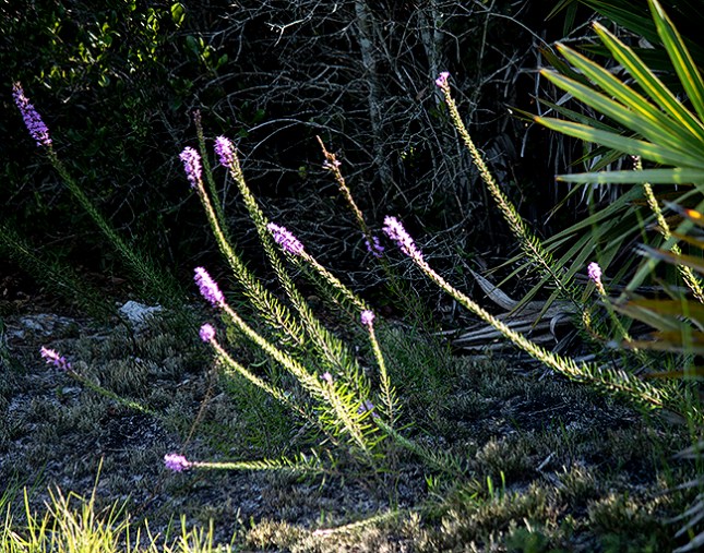 liatris patch