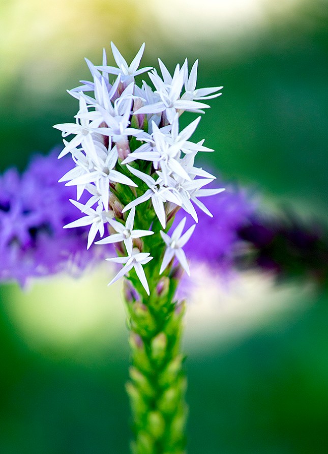 Liatris white