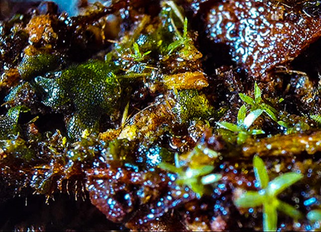 Octoblepharum blog gametophyte