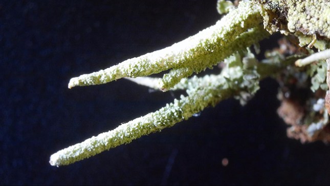 Octoblepharum blog lichen