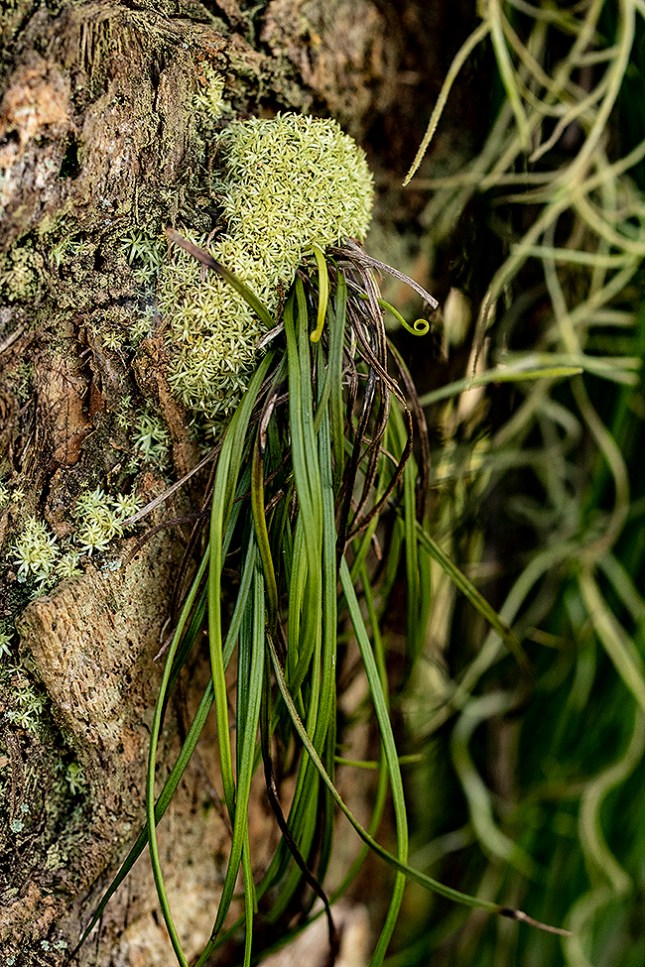 Octoblepharum with Vittaria 1