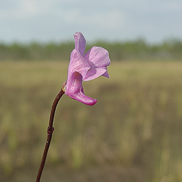 Utricularia purpurea 1