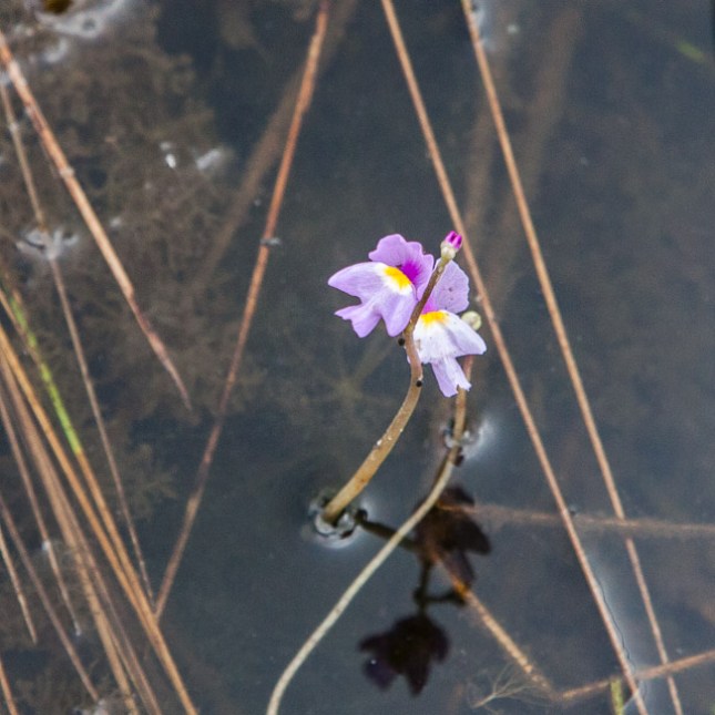 Utricularia purpurea 7