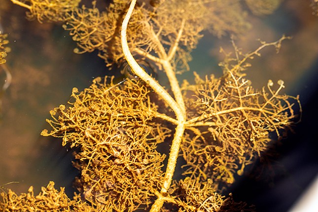 Utricularia purpurea foliage