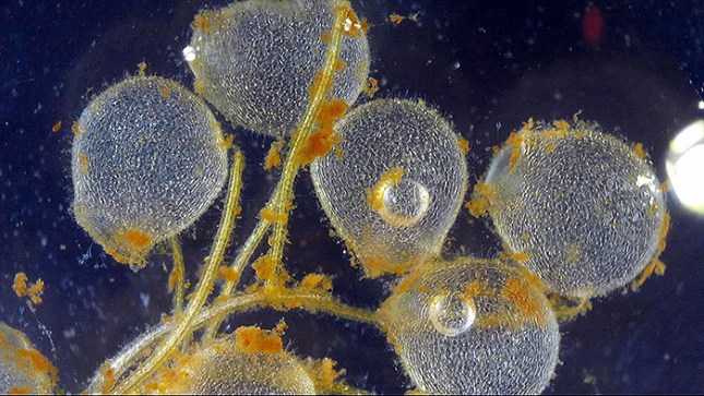 utricularia purpurea traps with debris