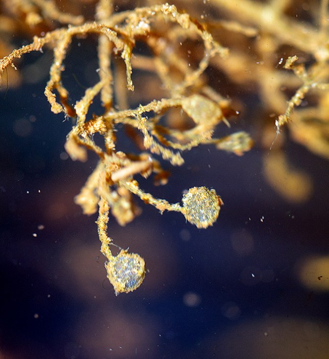 utricularia traps in water