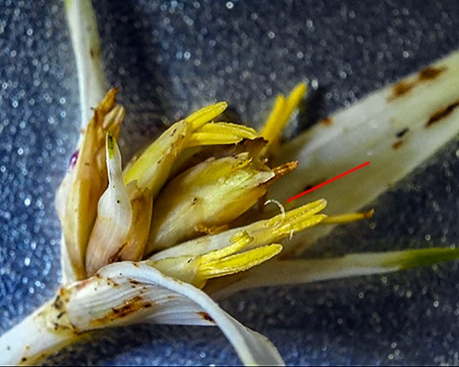 Cyperus colorata early AM