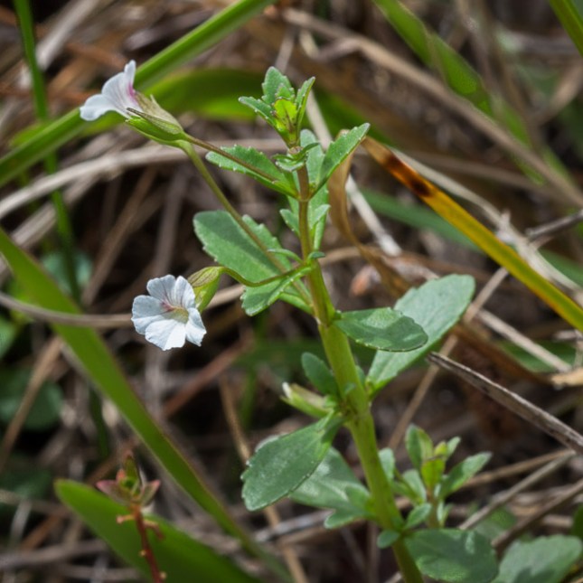 Mecardonia acuminata 3
