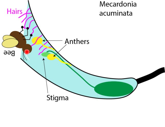 Mecardonia bee