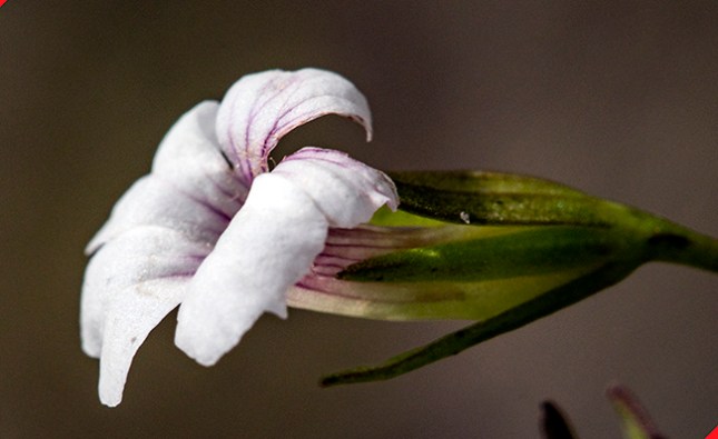 Mecardonia flower side view Riverbend