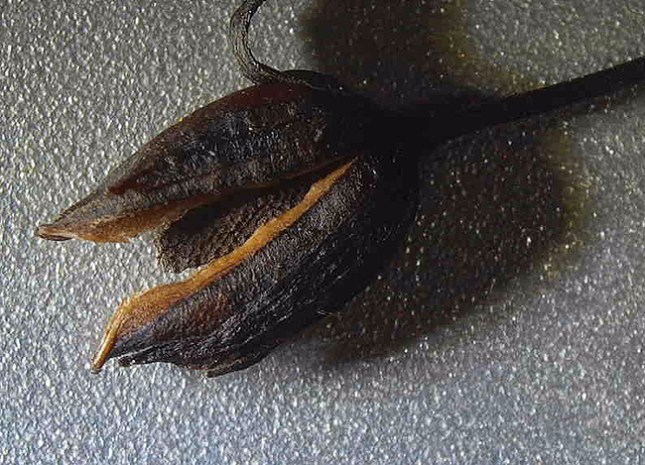 Mecardonia pod