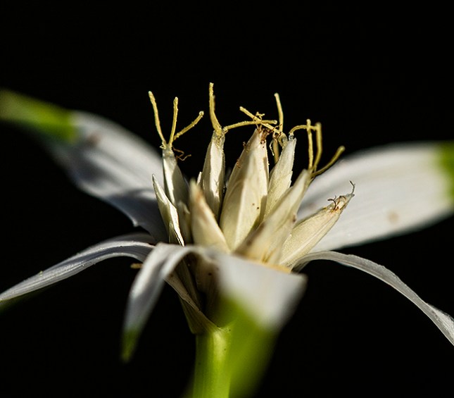 Rhynchospora colorata evening