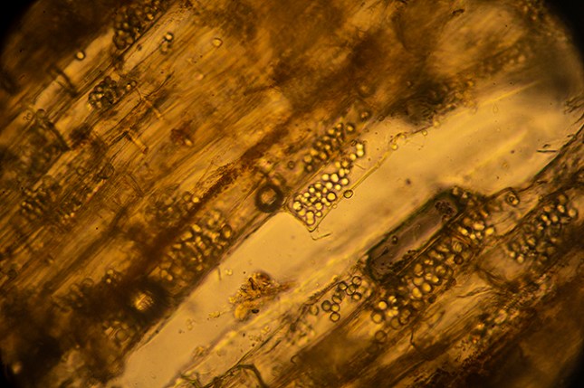 Rhynchospora colorata rhizome starch