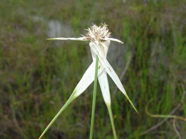 Rhynchospora latifolia 4.jpg
