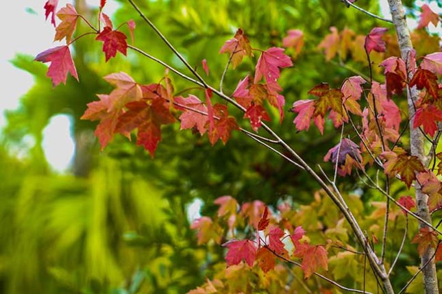 Acer rubrum leaves Baker Rd.