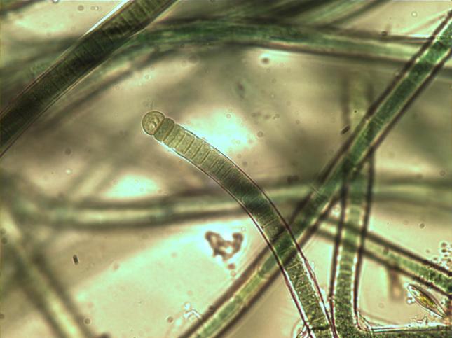 BGA from fish tankCLOSE2
