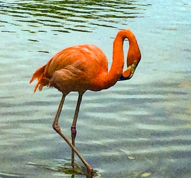 flamingo